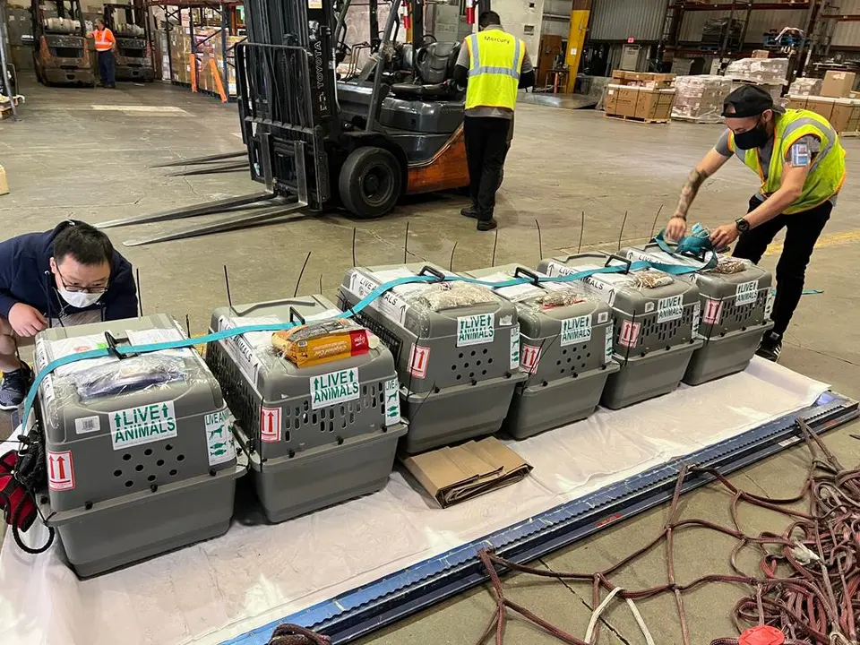 Handlers strapping pet travel crates labelled Live Animals onto a cargo pallet in an airline warehouse
