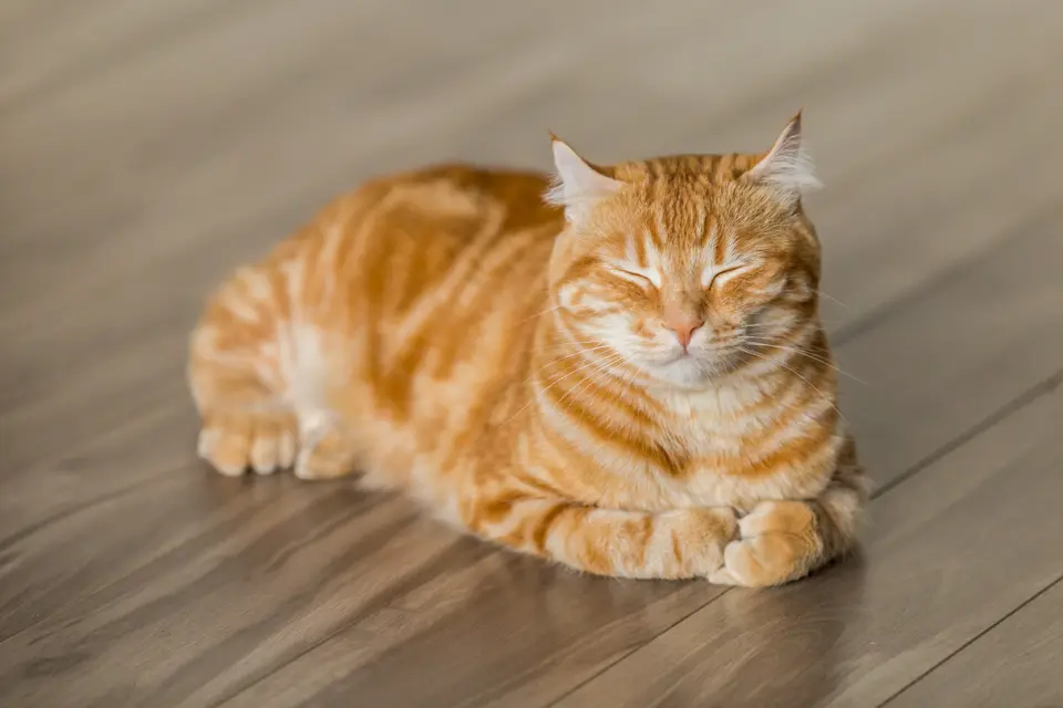Why Orange Cats Are Often Perceived as Fatter