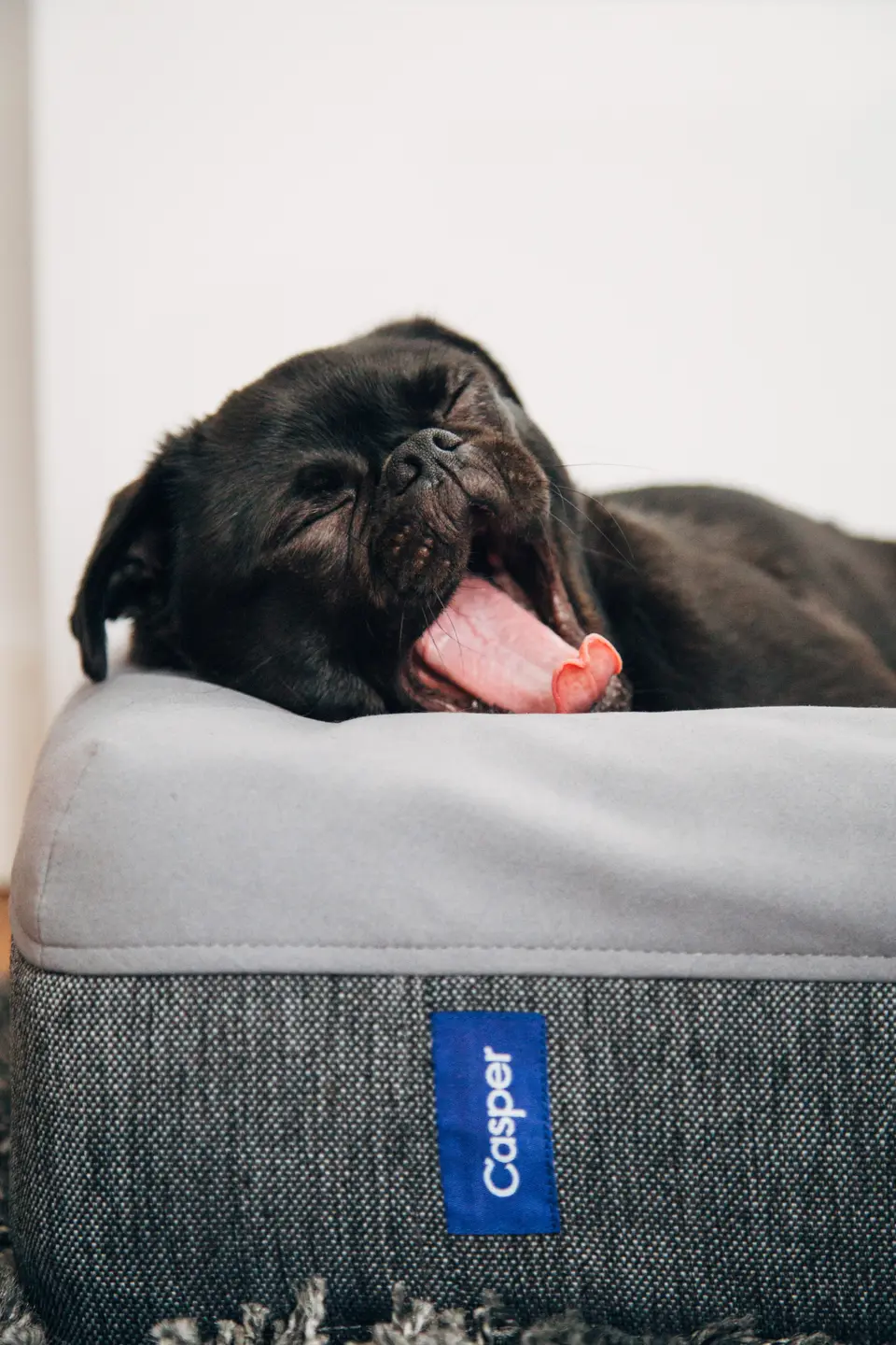 Why Do Dogs Always Change Places While Sleeping at Night? How to Know If a Dog’s Sleep Quality Is Good or Bad?
