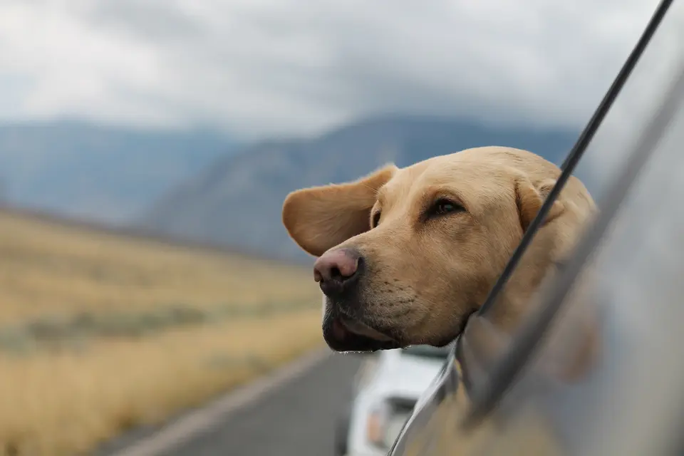 happy travelling dog