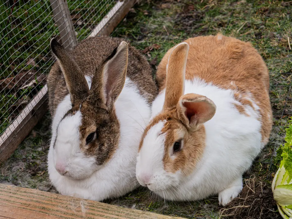 Alaska Airlines: Rabbits Are In, Birds Are Out