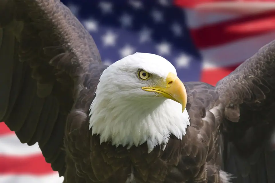 american flag and bald eagle
