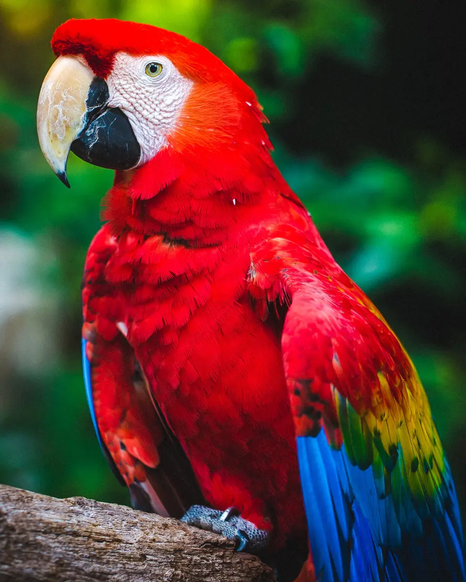 Master daily bird care, plus expert tips on bird transport, relocation, and bird import/export USA rules for safe, stress-free international parrot shipping.