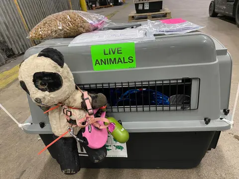 Travel crate labeled Live Animals with a toy attached to the door