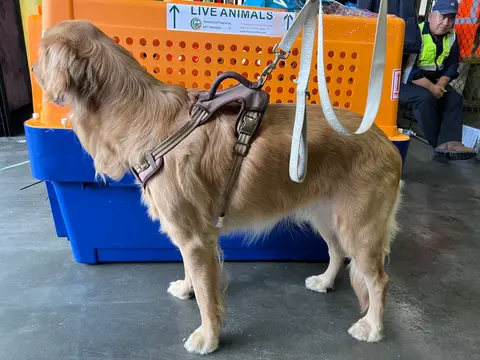 A dog harnessed in an airline travel crate at the airport