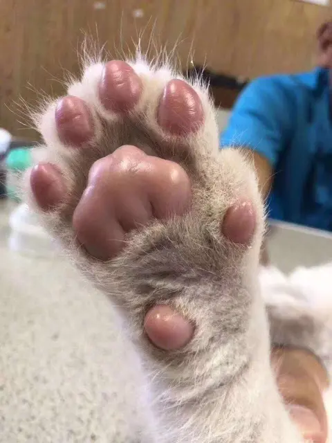 Why Do Dog Paws Smell Both Stinky and Alluring?