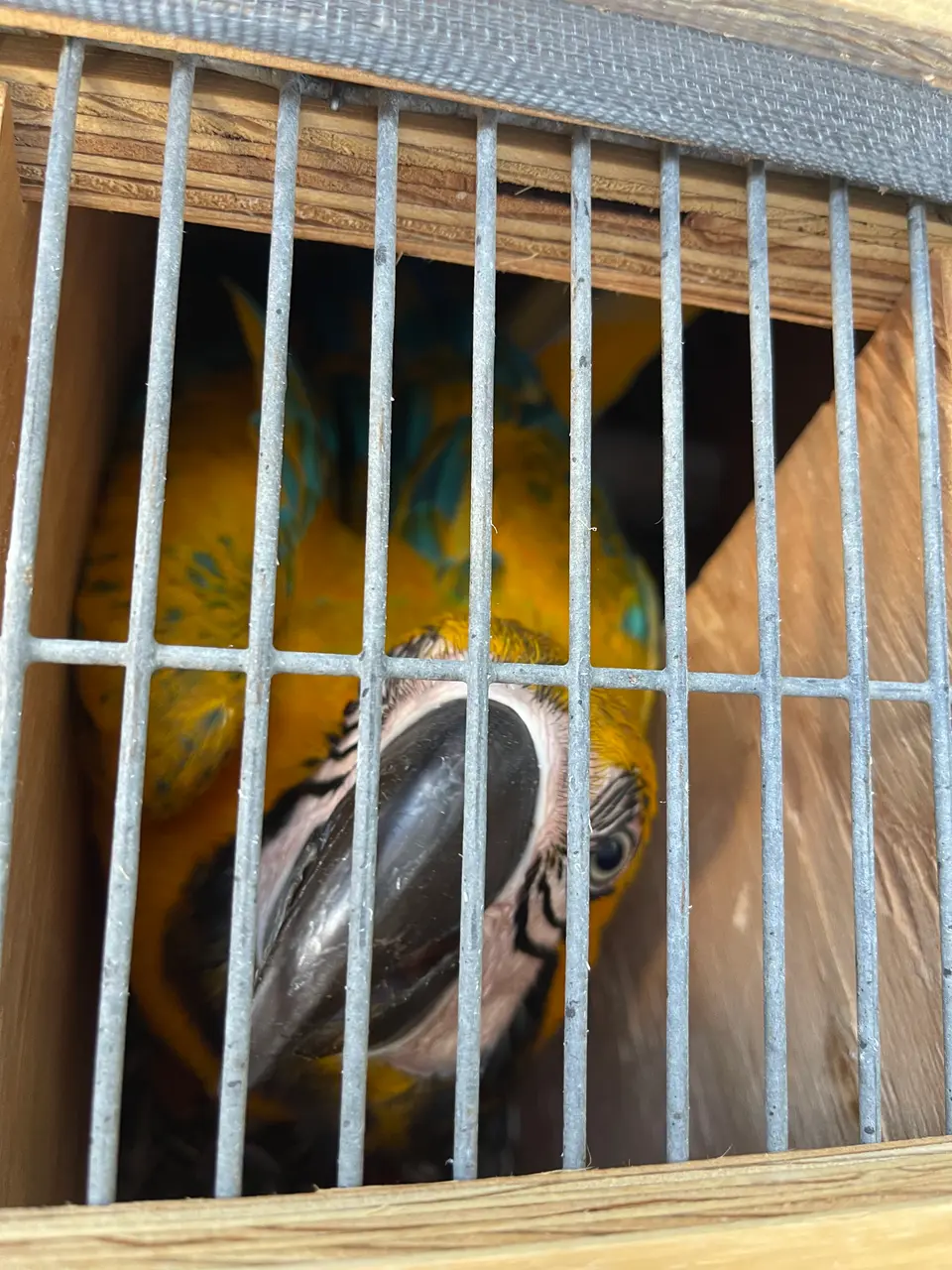 How to Care for and Internationally Relocate Birds and Parrots