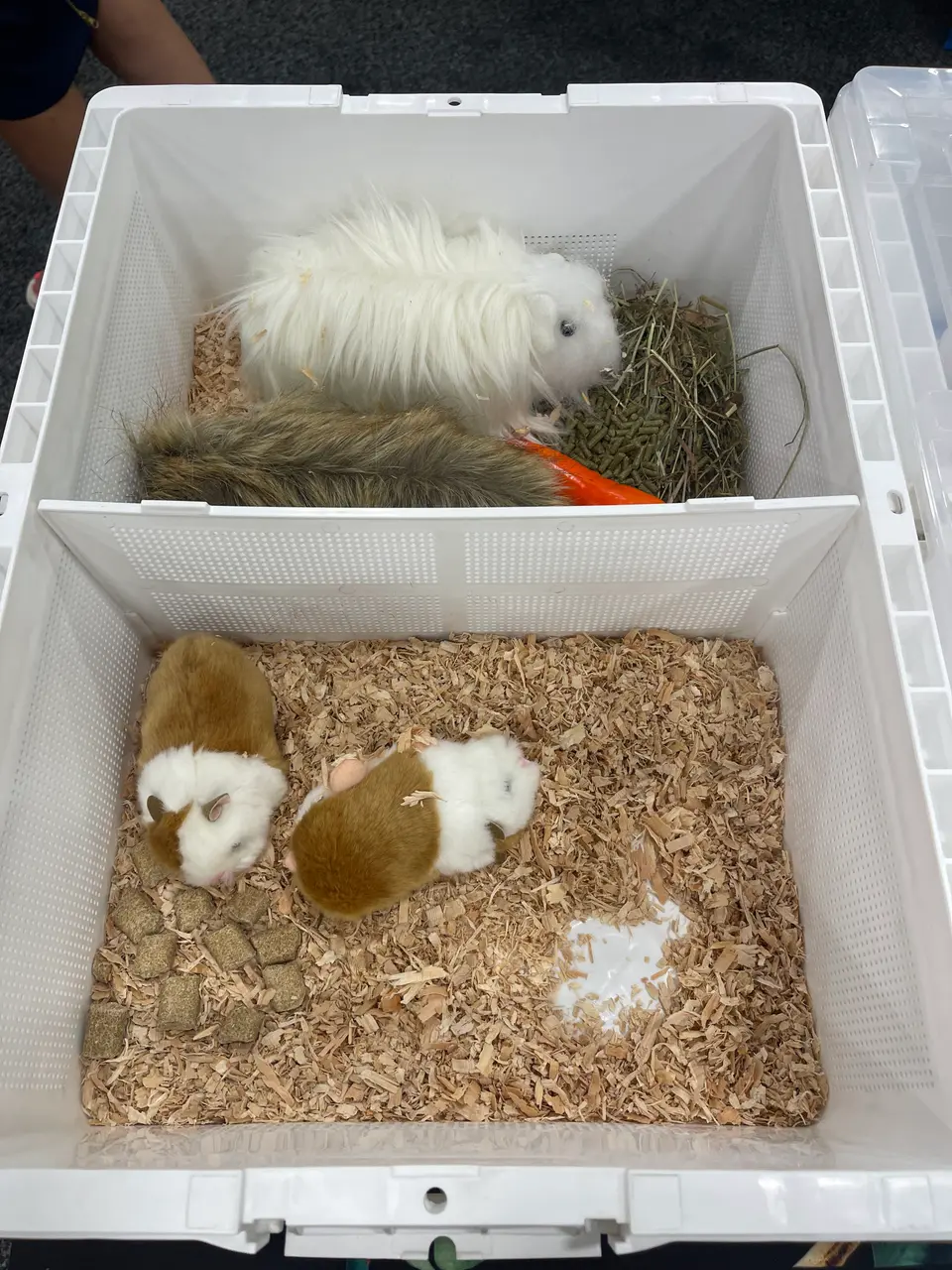 How to Care for and Internationally Relocate Small Rodents (e.g., Chinchillas, Guinea Pigs, Hamsters)