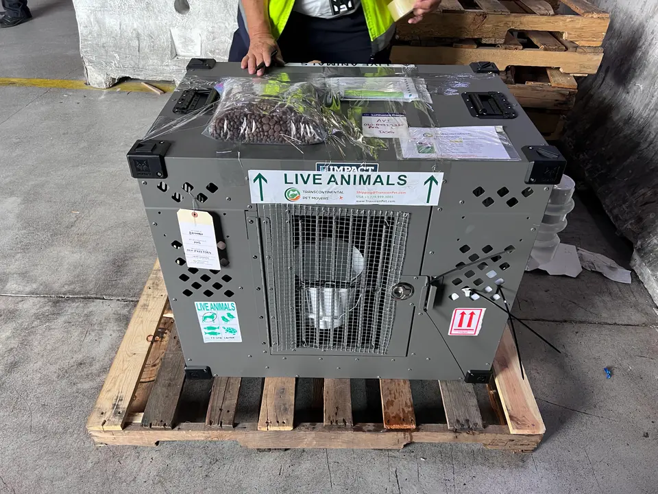 Lufthansa No Longer Accepts Metal Crates for Dogs (March 2026 Update)