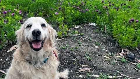 A happy golden retriever sitting in a garden