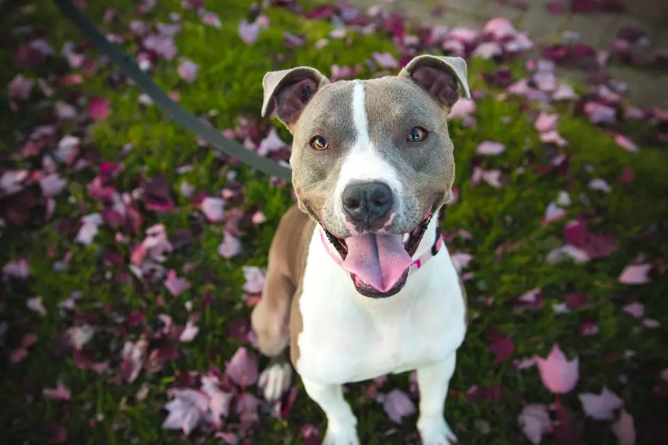 What Is Your Dog’s Name?