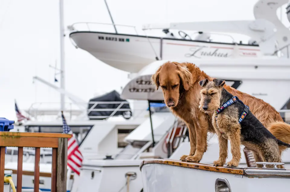 Do Dogs Know How to Swim? Unpacking the Myths and Realities