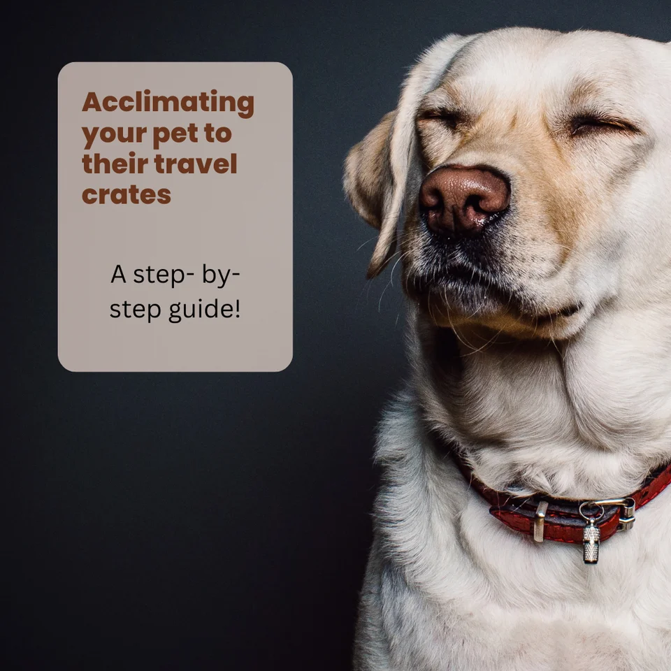 Crate Acclimation: Acclimating Your Pet to Their Travel Crates