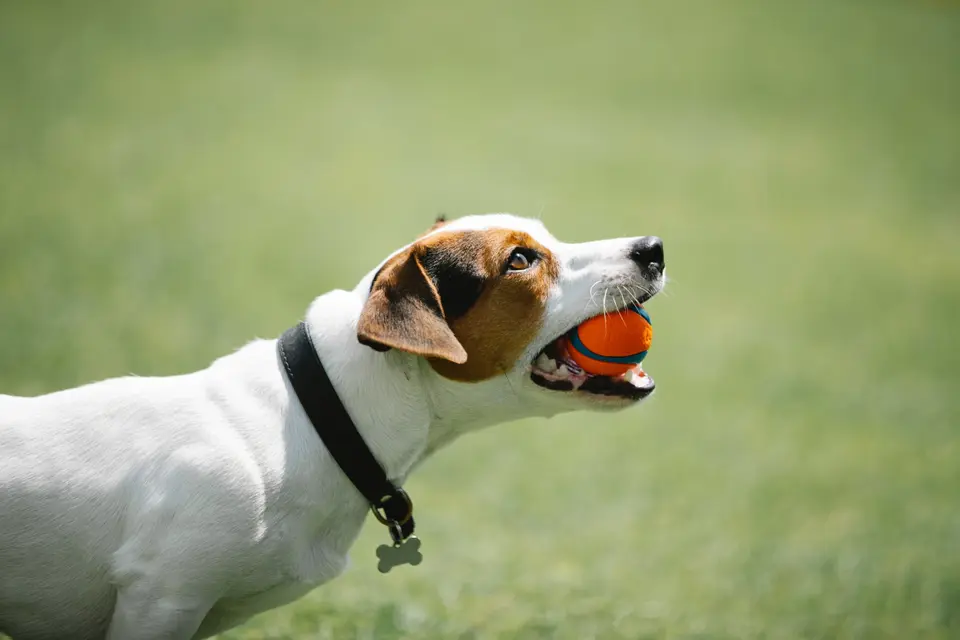 What Should I Do If My Dog Gets Bullied at the Dog Park?