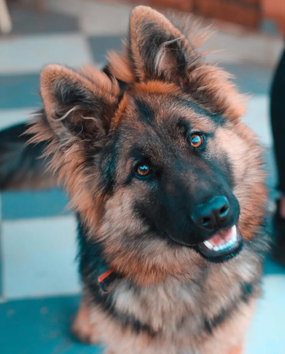 What Makes a Dog Attractive to Other Dogs? Do White Dogs Really Have More Fun?