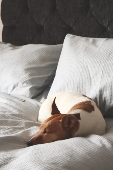 Why Do Dogs Always Change Places While Sleeping at Night? How to Know If a Dog's Sleep Quality Is Good or Bad?