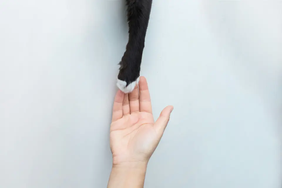 Do Cats Know They’re Cats? And What Are Humans, Through a Cat’s Eyes?