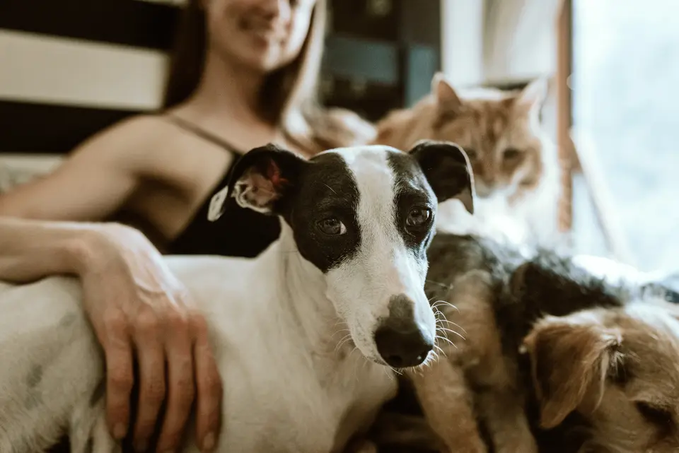 Where Do Pets Travel on an Airplane? In-Cabin vs. Checked Baggage vs. Manifest Cargo (And How 0x Cargo Pet Travel Keeps It Safe)