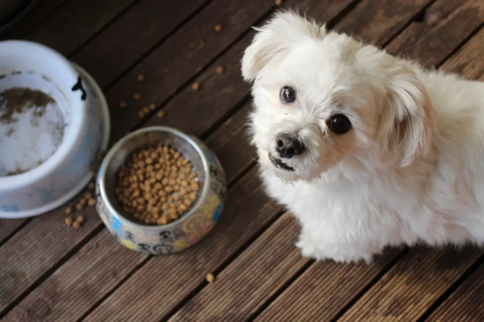 The Rise and Fall of Grain-Free Pet Food: What You Should Know in 2025