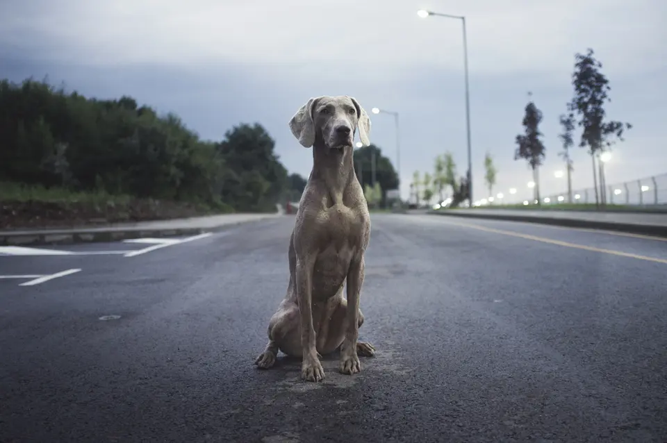 How to Travel With a Large Dog From the U.S.