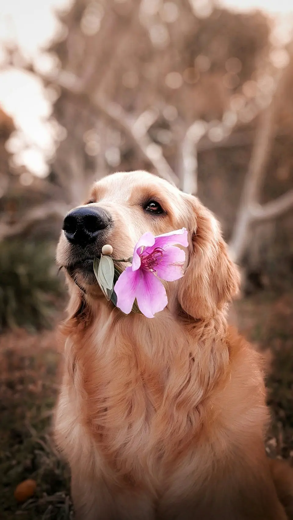 Building a Backyard Paradise: The Ultimate Guide to Creating a Safe and Beautiful Garden for Your Dog