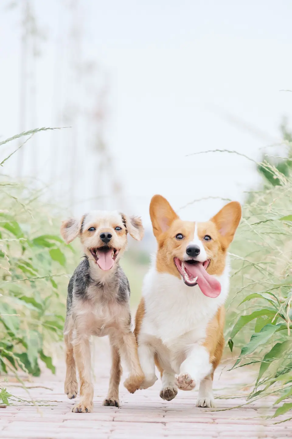 How Much Does It Cost to Ship a Dog or Cat From the U.S. to Japan?